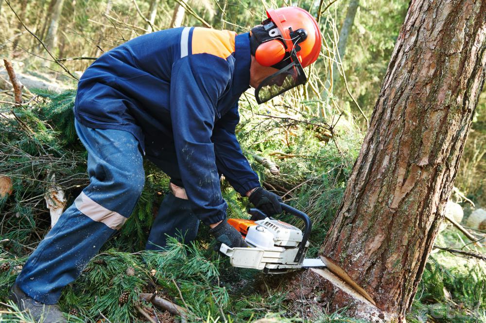 How Does A Tree Service Cut Down A Tree?